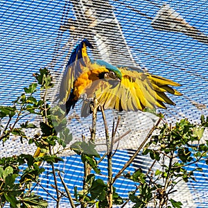 The Blue-and-yellow Macaw, Ara ararauna is a large South American parrot