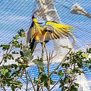 The Blue-and-yellow Macaw, Ara ararauna is a large South American parrot