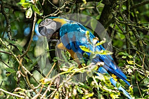 The Blue-and-yellow Macaw  Ara ararauna is a large South American parrot