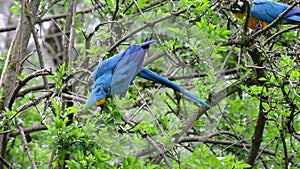 The Blue-and-yellow Macaw, Ara ararauna is a large South American parrot