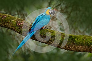 Blue-and-yellow macaw, Ara ararauna, large South American parrot