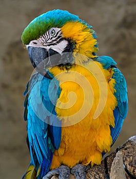 Blue-and-yellow macaw (Ara ararauna), Macaw parrot