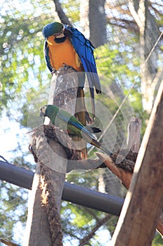 Blue-and-yellow macaw (Ara ararauna) and other parrot, blue-and-gold macaw, arara canindé, Amazon rainforest species