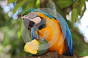 Blue-and-yellow macaw Ara ararauna - Pantanal, Mato Grosso, Brazil