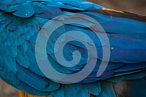 Blue-and-yellow macaw Ara ararauna. Plumage texture,