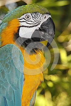 Blue-and-Yellow Macaw, ara ararauna, Portrait of Adult