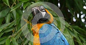 Blue-and-yellow Macaw,  ara ararauna, Portrait of Adult, Real Time 4K