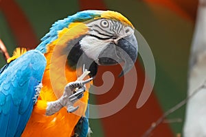 Blue and yellow Macaw Ara ararauna sitting on a branch and nibbling a branch