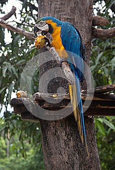 Blue-and-yellow macaw Ara ararauna on a tree eating a mango