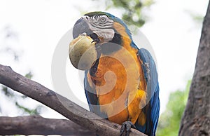 Blue-and-yellow macaw Ara ararauna on a tree eating a mango