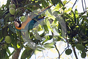 Blue-and-yellow macaw Ara ararauna on a tree eating a mango