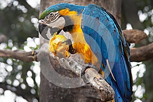 Blue-and-yellow macaw Ara ararauna on a tree eating a mango