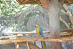 Blue and yellow macaw, Ara Chloropterus