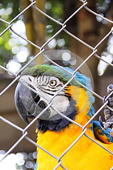 Blue and yellow macaw or ara chloropterus bird clings in steel cage