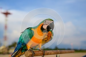 Blue and yellow macaw on beach