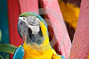 The Blue-and-yellow Macaw bird.