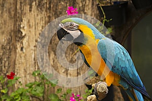 Blue-and-yellow macaw in the bird aviary