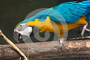 Blue yellow macaw bird in a bird sanctuary.