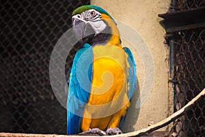 Blue yellow macaw bird in a bird sanctuary in India.