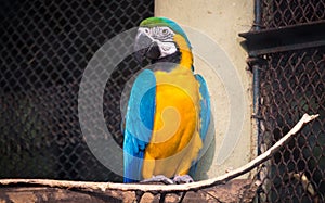 Blue yellow macaw bird at a bird sanctuary in India.