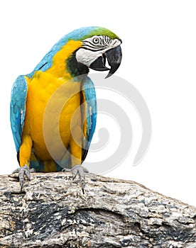 Blue and yellow macaw bird perching on tree branch isolate white