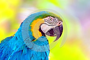 The blue and yellow macaw bird profile