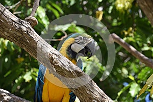 Blue and Yellow Macaw Bird Sitting in a Tree