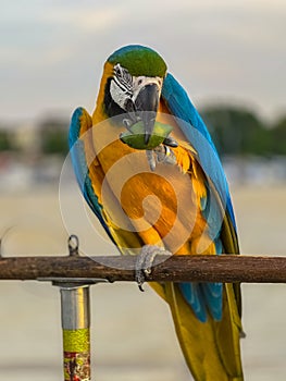 Blue and Yellow Macaw Bird standing on his perch on the Chaophraya river BKK Bangkok Thailand