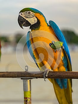 Blue and Yellow Macaw Bird standing on his perch on the Chaophraya river BKK Bangkok Thailand