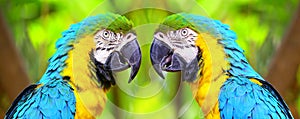 The blue and yellow macaw birds