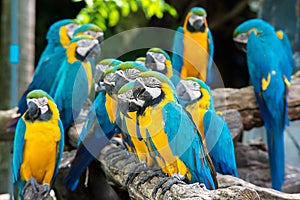 Blue and yellow macaw birds sitting on wood branch.