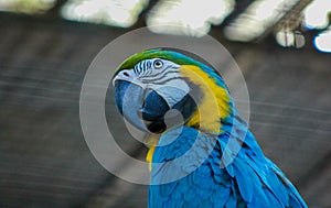 Blue-and-yellow macaw or blue-and-gold macaw, Ara ararauna, bird of the Psittacidae family and one of the most famous parrots of