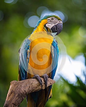 Blue and yellow macaw