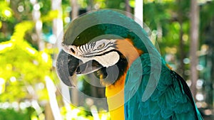 Blue and yellow macaw // A blue and yellow macaw closeup