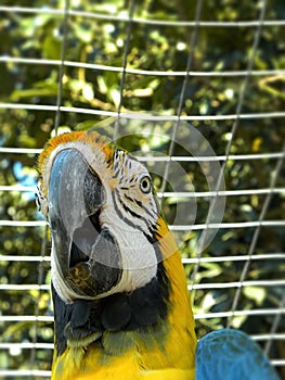 Blue and yellow Macaw in captivity