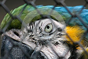 Blue Yellow Macaw in Captivity