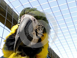 Blue and yellow Macaw in captivity