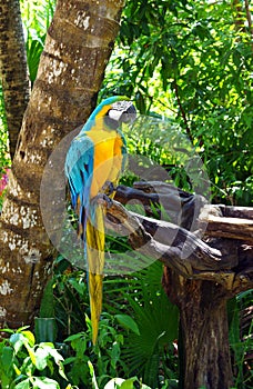 Blue and Yellow Macaw