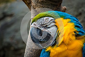 Blue and Yellow Macaw