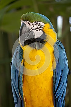 Blue-and-yellow Macaw