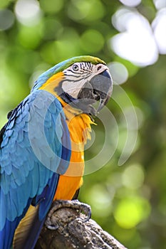 Blue and yellow macaw closeup