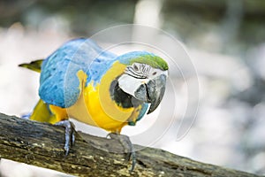 Blue yellow macaw