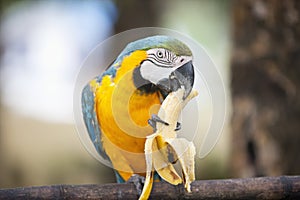 Blue and yellow Macaw eating banana, Boracay, Philippines photo