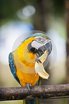 Blue and yellow Macaw eating banana, Boracay, Philippines