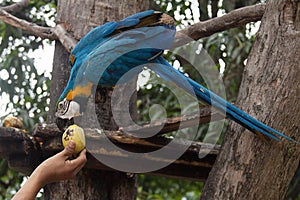 Blue and Yellow Macaw eating a mango photo