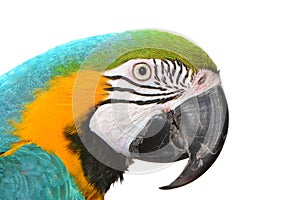 Blue and Yellow Macaw Face on a white background