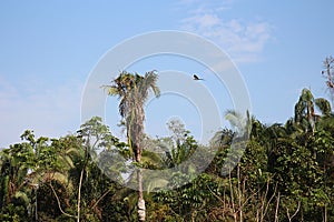 A Blue and Yellow Macaw flying above the tree tops in the Amazon rainforest in Tambopata National Reserve in South America