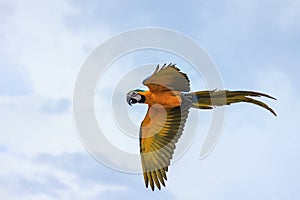 Blue and yellow macaw flying