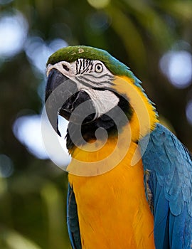 Blue-and-yellow Macaw in Guadeloupe