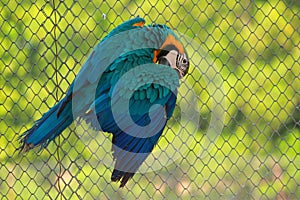 Blue and Yellow Macaw hanging with cage net and scratching his right wing with beak at gazipur safari park in Dhaka, Bangladesh
